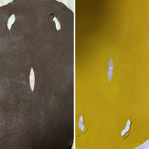 Stingray skins in chocolate and canary yellow